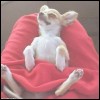 Imagem de Rafael Garcia